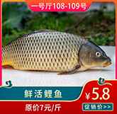 活鯉魚.jpg